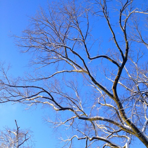 winter branches